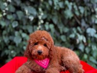 Safkan red brown toy poodle yavrular