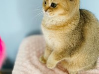 Kucak delisi british shorthair