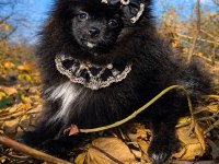 Sevimliliğiyle Hayran Bırakan Siyah Pomeranian Boo Yavrusu