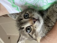 Ücretsiz tekir kedi sahiplenme