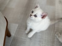 SAFKAN BRITISH BLUE POINTLER UYGIN FIYATA SAHIPLENDIRILECEK