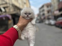 KOCA KAFA YAVRU KEDİLER AA KALİTE SAFKANDIR
