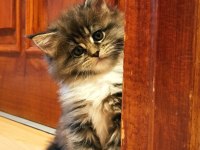 İlloai ve Arthur eşleşmesi son iki kız şecereli maine coon