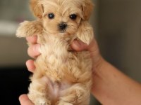 Maltipoo yavrularımız teacup sıfır boy