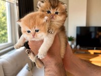 Seçkin Golden British Shorthair Yavrular