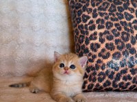 SAFKAN BRITISH SHORTHAİR GOLDEN BEBEKLER