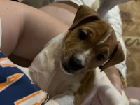 Çok zeki jack russell çocuklar