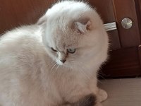 British scottish dişi erkek kedi vardır