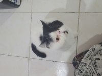 Cfa şecereli harika genç dişi erkek kedimiz