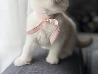 Ragdoll yavru