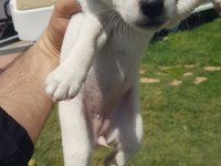 Show Kalite Fırlama Jack Russell Terrier Yavruları