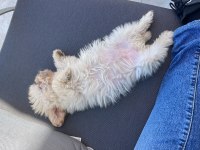 3 aylık aşıları tam karneli safkan 0 benden maltese