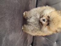 Show kalite pomeranian boo