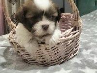 Shih Tzu (Şitzu) Bebekler