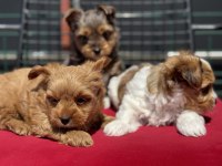 Petmode köpek çiftliğinde ziyarete açık morkie