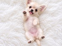 Longhair chihuahua WC eğitimli