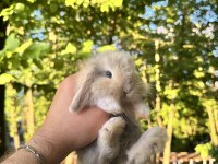 HOLLANDA TEDDY LOP TAVŞAN YAVRULAR