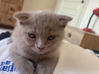 Uysal scottish fold kızımız
