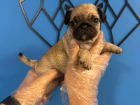 ORİJİNAL PUG MOPS BEBEKLER
