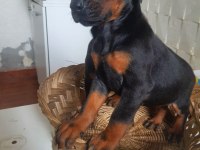 King Doberman Yavrularım