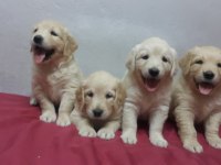 Sevimli ve Oyuncu Golden Yavrularımız