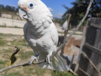 FULL EVCİL KAKADU PAPAĞANI