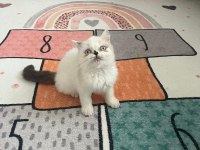 EXOTİC SHORTHAİR SAFKAN