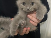 Scottish fold yavru
