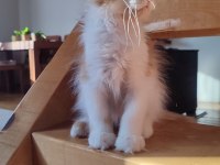 XXL cüsse maine coon mükemmel profil dopdolu belge