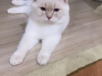 Nisan 21 2023 doğumlu harika bir erkek scottish fold