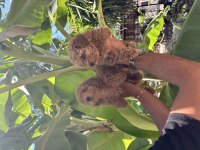 Dünya tatlısı poodle