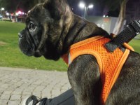 French bulldog köpeğimiz zed için yuva arıyoruz