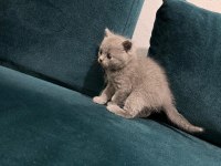 British Shorthair Kedisi