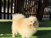 YETIŞKIN ERKEK POMERANİAN BOO