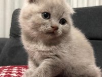 11 Mart doğumlu scottish fold yeni ailelerimizi arıyoruz