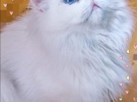 A KALİTE BRİTİSH YAVRULAR
