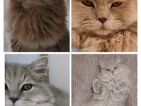 İnanılmaz güzellikte Longhair British - İRMİK