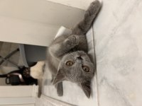 British shorthair 22 nisan doğumlu