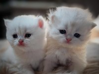 BRİTİSH SHORTHAİR YAVRU KEDİLERİMİZ