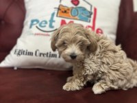 Petmode köpek çiftliğinden kore maltipoo yavrular