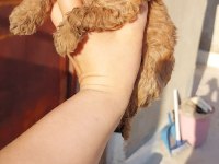 Dişi erkek poodle yavrular