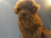 Sevimli ve Oyuncu Poodle Yavrularımız