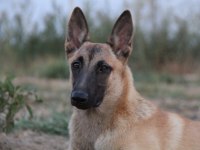 FCI B Şecere Dişi Malinois 10 Aylık