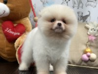 Orijinal safkan şecereli pomeranian boo yavrular