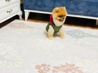 Üst kalite pomeranian