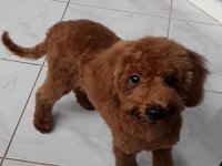Yakışıklı poodle oğlumuz