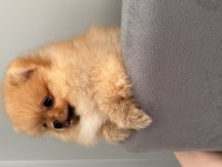 Üst düzey pomeranian boo son 3 dişi