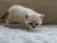 behlülün yavrularına yuva arıyorum