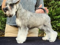 FCI şecereli Miniature SCHNAUZER