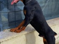Üst segment yurt dışı hypertype doberman dişi yavrular